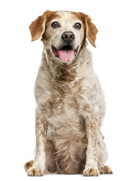 Old Brittany cane con cisti oculari, ansimante, 12 anni, isolato — Foto Stock