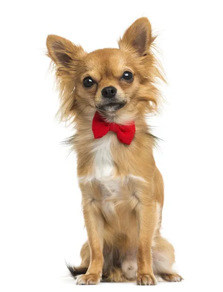 Vue de face d'un Chihuahua portant un noeud papillon, assis, 11 mois — Photo