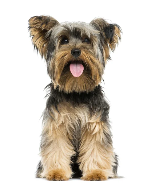 Vue de face d'un Yorkshire Terrier assis, haletant, 9 mois — Photo