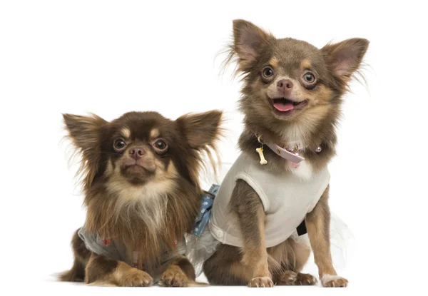 Gekleidete Chihuahuas nebeneinander, isoliert auf weiß — Stockfoto