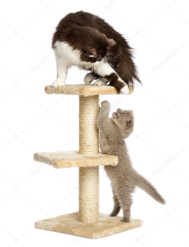 Cats playing on a cat tree, isolated on white