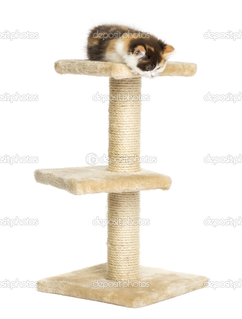 Higland straight kitten on top of a cat tree, looking down, isol