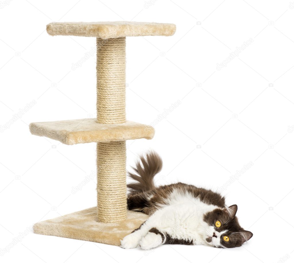 British longhair lying down at the bottom of a cat tree, isolate