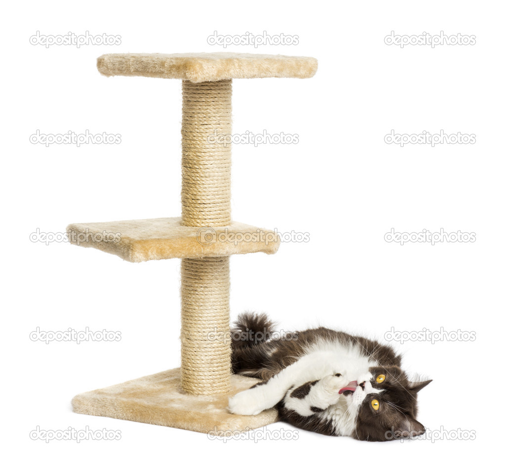 British longhair lying down at the foot of a cat tree, isolated
