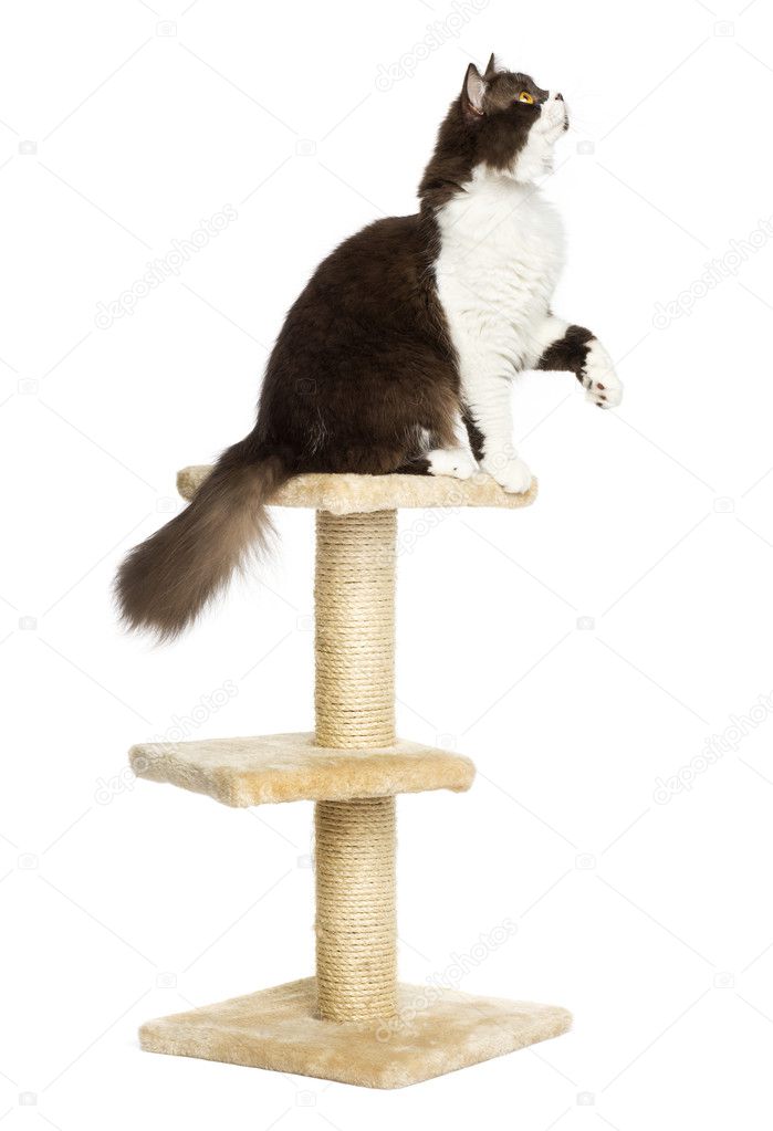 Side view of a British longhair perched on top of a cat tree, is