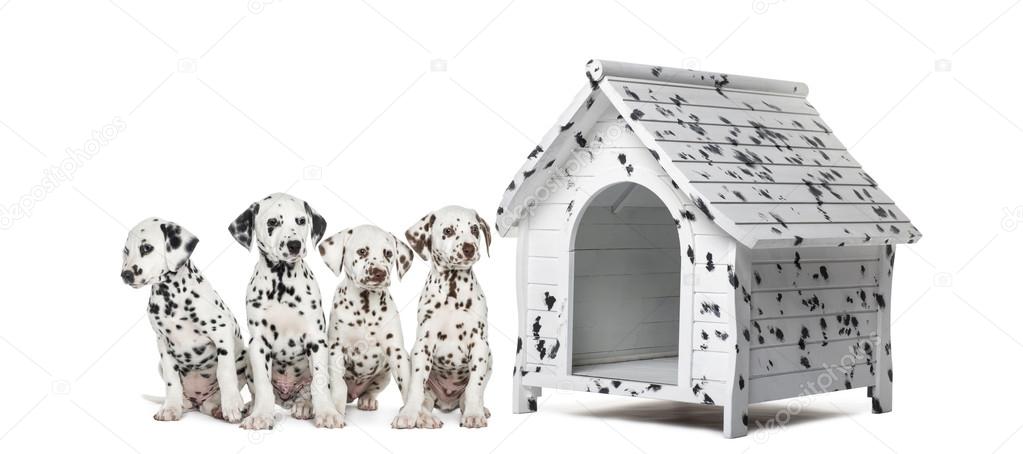 Pack of Dalmatian puppies sitting in a row next to a kennel, iso