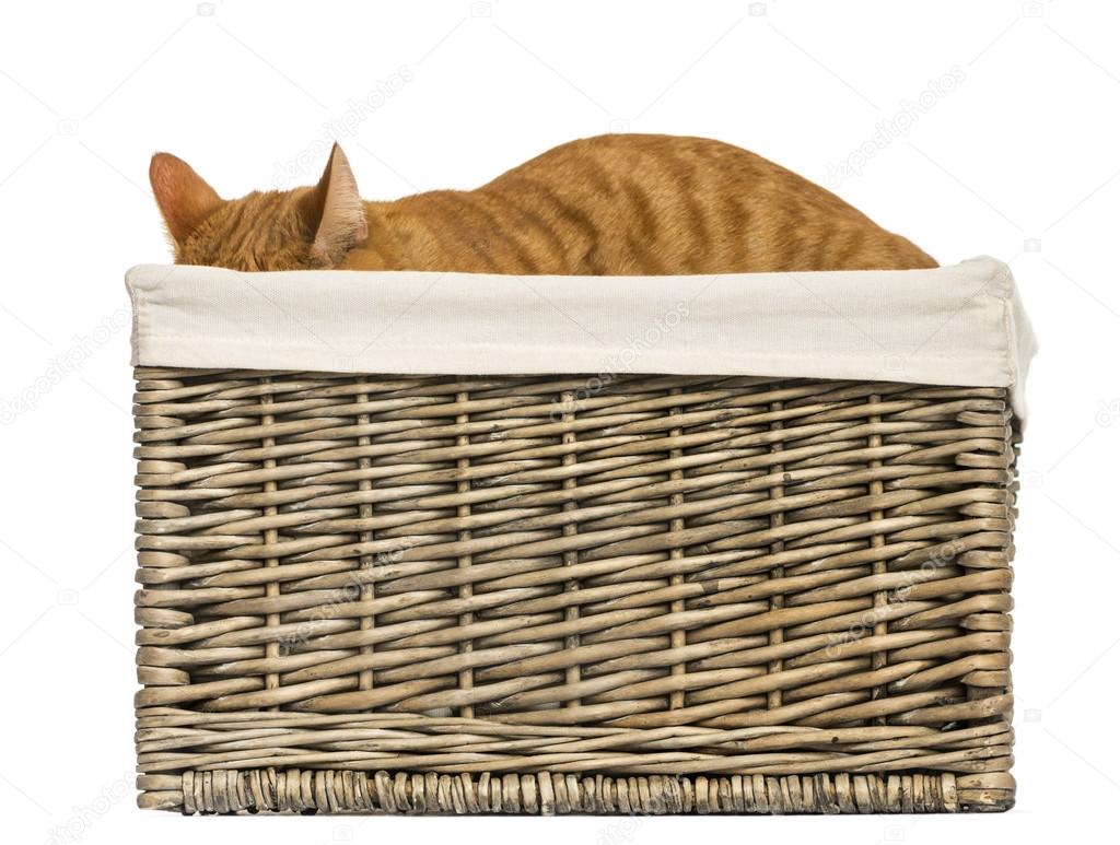 European shorthair hiding in a wicker basket, isolated on white
