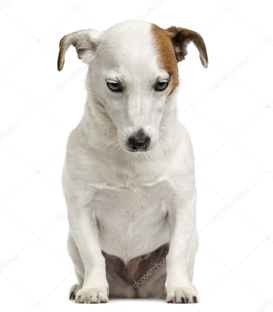 Front view of a Jack Russell Terrier sitting, looking down, 6 ye
