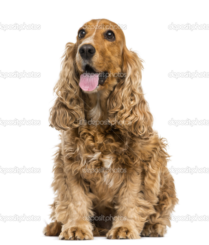 English Cocker Spaniel sitting, panting, 6 years old, isolated o