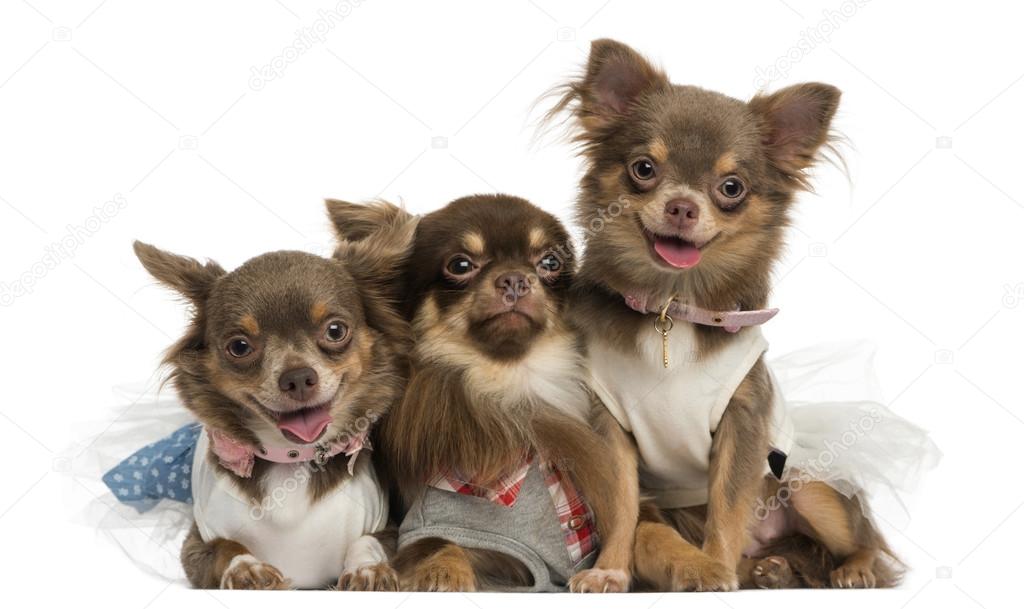 Group of dressed-up Chihuahuas panting, looking at the camera