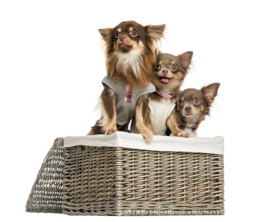 Group of dressed-up Chihuahuas looking away in a wicker basket, clipart