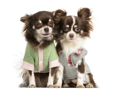 Sonraki birlikte otururken, izole iki giyinmiş chihuahuas