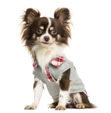 Dressed-up Chihuahua sitting, looking at the camera, isolated on clipart