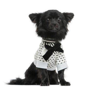 giyinmiş chihuahua oturma, 1 yaşında, üzerinde beyaz izole