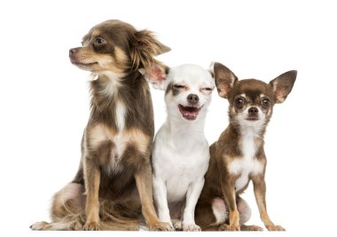 Group of Chihuahuas sitting, 2 years old, isolated on white clipart