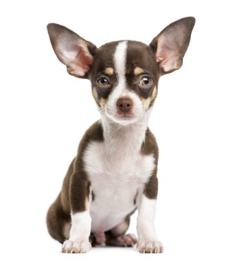 Önden Görünüm, 4 aylık oturan bir Chihuahua wh izole