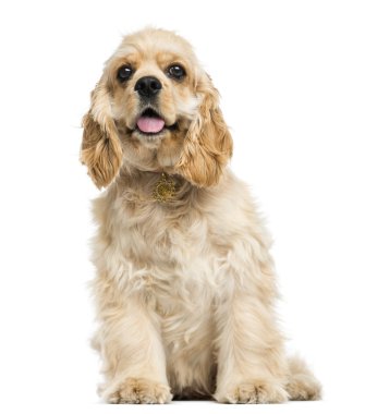 oturmuş, nefes nefese, 5 ay, isolat Amerikan cocker spaniel köpek yavrusu
