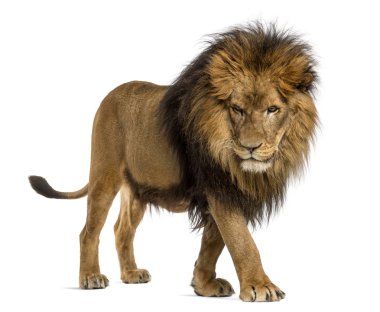 yan görünüm aslan yürüme, seyir, panthera leo, 10 yıl