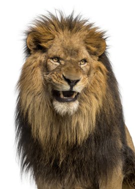 kükreyen, Aslan yakın çekim panthera leo, 10 yaşında izole