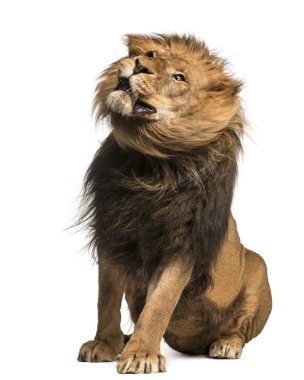 otururken, titremeye bir aslan, panthera leo, 10 yaşında w izole