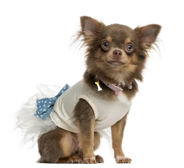 Chihuahua wystrojony w górze siedzi, na białym tle — Zdjęcie stockowe