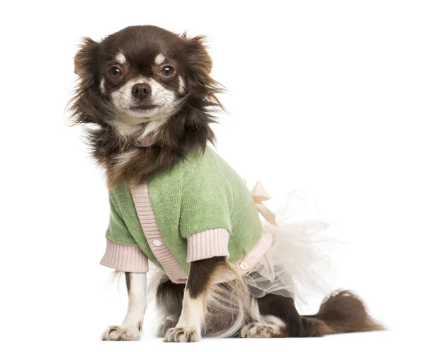 Dressed-up Chihuahua sitting, looking at the camera, isolated on — Stock Photo, Image