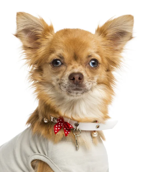 Primo piano di un chihuahua vestito, guardando la telecamera, 1 sì — Foto Stock