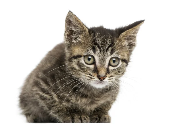 Vista frontal de um gatinho europeu de curta distância deitado, olhando para o — Fotografia de Stock