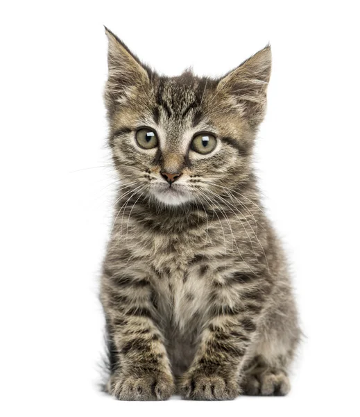 Vooraanzicht van een Europese korthaar kitten zitten, 2 maanden oud — Stockfoto