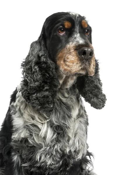 Close-up of an English cocker spaniel, looking up, 8 years old, — Stock Photo, Image