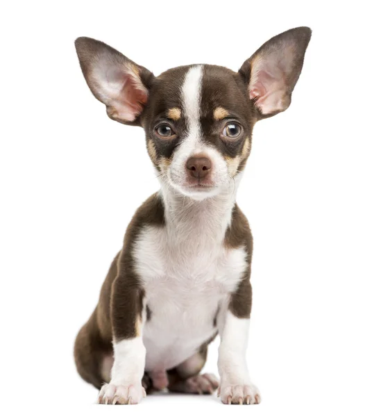Widok z przodu Chihuahua, siedzi, 4 miesiące, na białym tle na wh — Zdjęcie stockowe