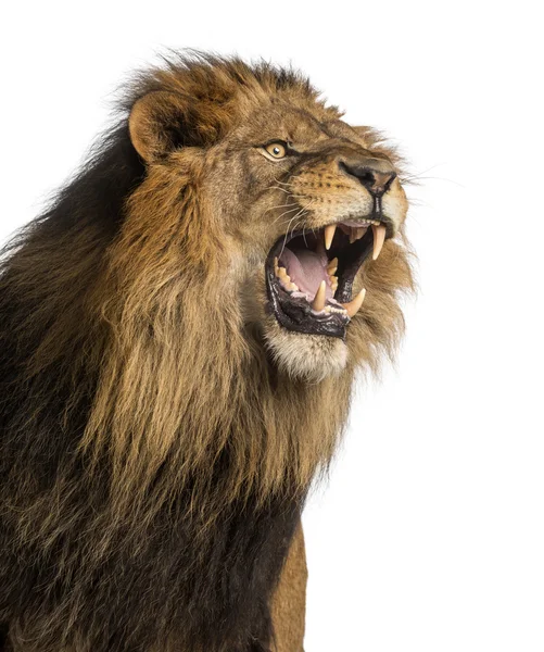 Close-up van een leeuw brullende, panthera leo, 10 jaar oud, geïsoleerd — Stockfoto