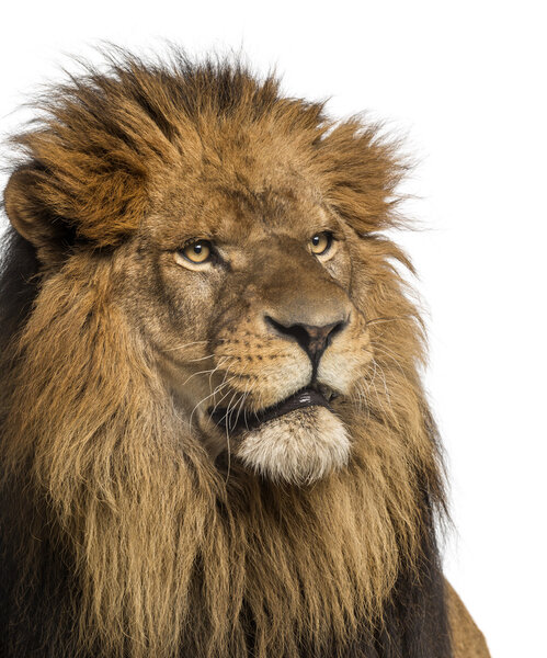 Close-up of a Lion, Panthera Leo, 10 years old, isolated on white