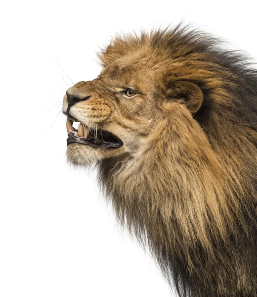 Close-up do perfil de um leão, rugindo, Panthera Leo, 10 anos de idade — Fotografia de Stock