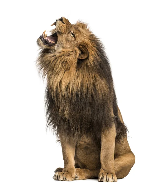 Lion roaring, sitting, Panthera Leo, 10 years old, isolated on w — Stock Photo, Image