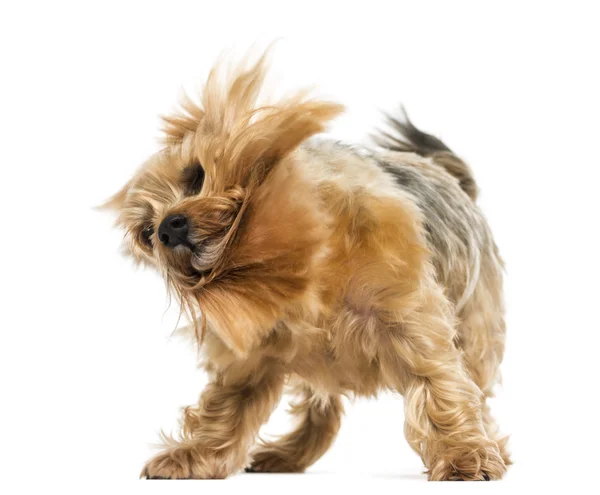 Yorkshire terrier debout, tremblant, 6 ans, isolé sur wh Images De Stock Libres De Droits