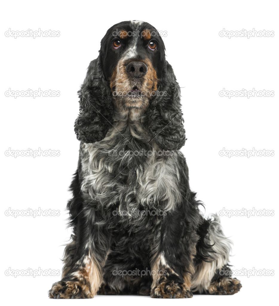 Front view of an English cocker spaniel sitting, 8 years old, is