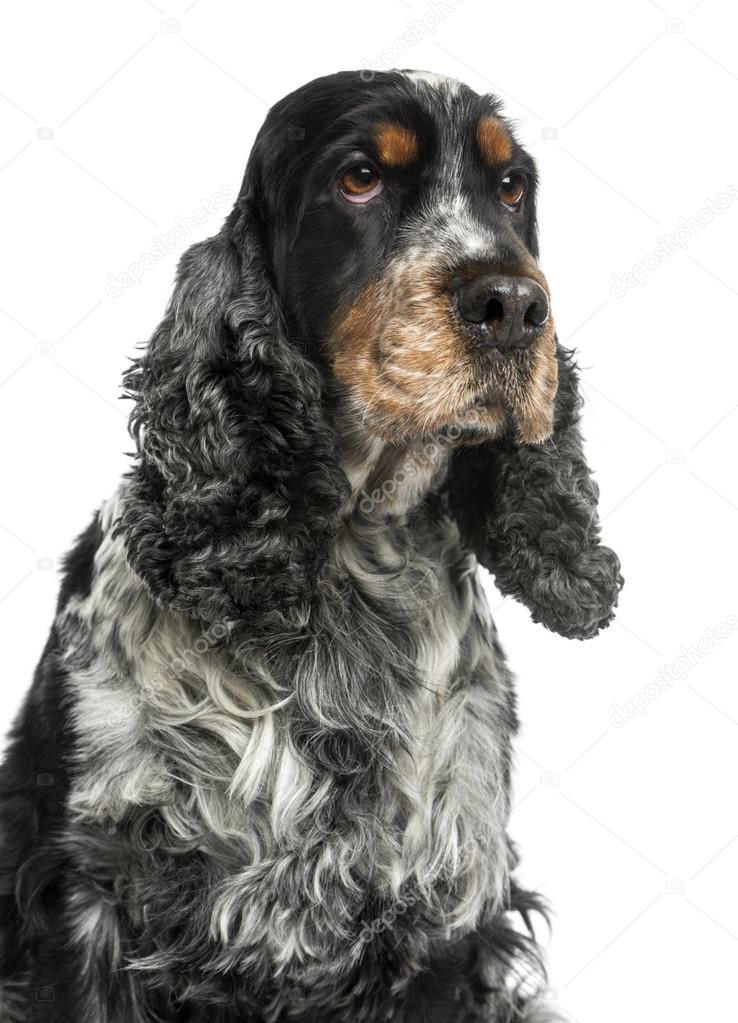 Close-up of an English cocker spaniel, looking up, 8 years old,