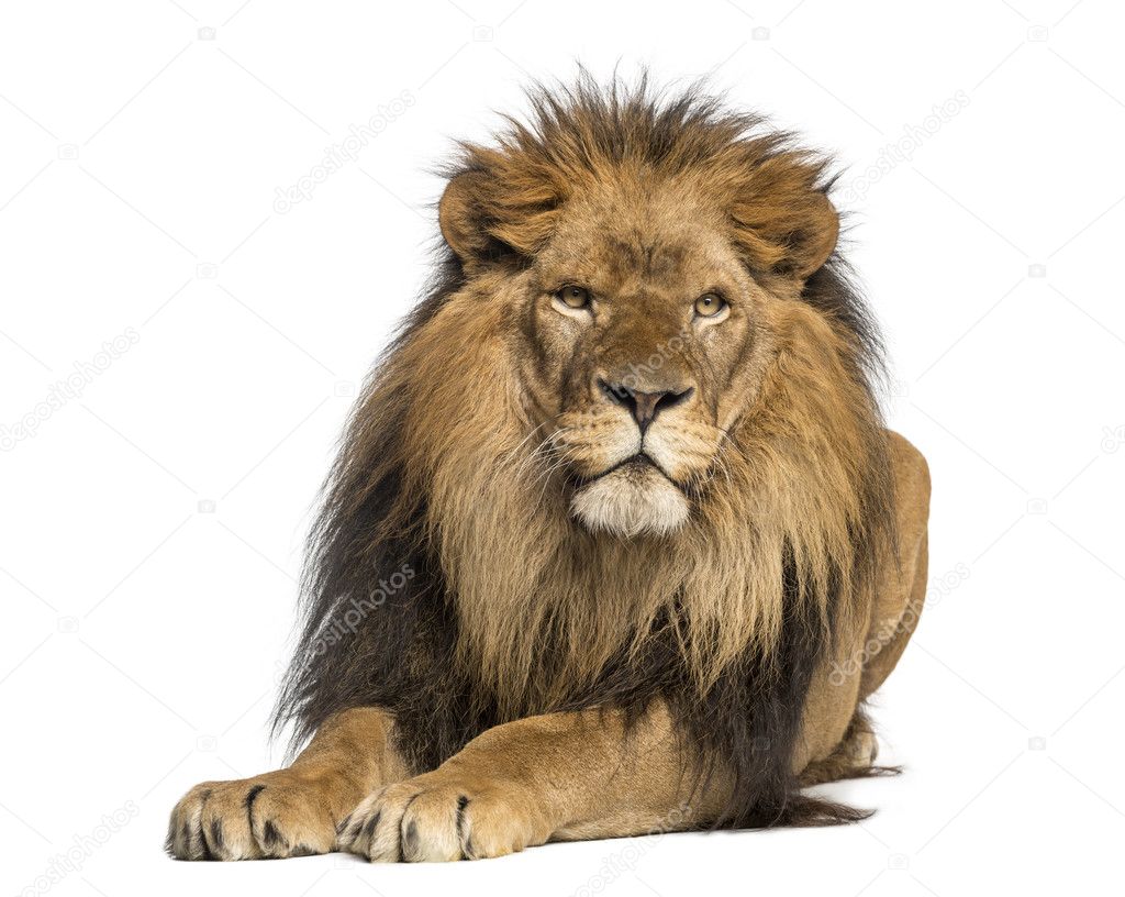 Lion lying down, facing, Panthera Leo, 10 years old, isolated on