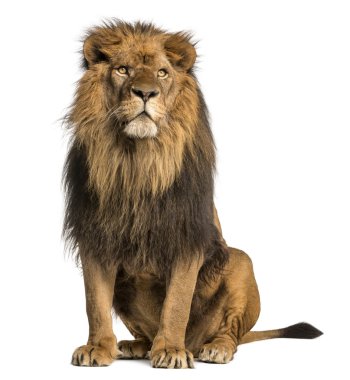 otururken, uzağa bakarak bir aslan, panthera leo, 10 yaşında izole.