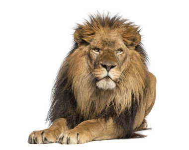 Lew leżącej, stojące, panthera leo, 10 lat, na tle