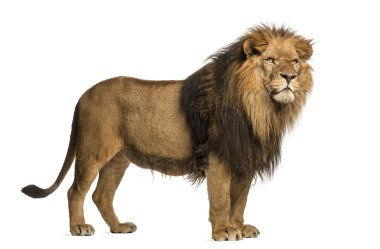 yan görünümü bir aslan duran, panthera leo, 10 yaşında isolat