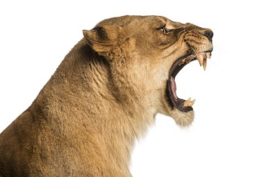 Close-up of a Lioness roaring profile, Panthera leo, 10 years ol