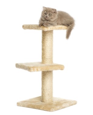 WHI izole kedi ağaca üstüne yalan yayla kat kedi yavrusu