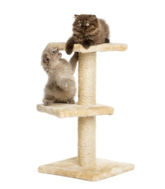 Yayla kat kedi üzerinde beyaz izole bir kedi ağaç üzerinde oynama