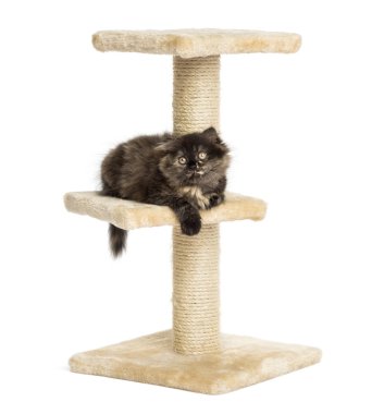 Yayla kat kedi üzerinde beyaz izole kedi ağaç, yalan