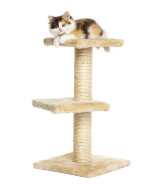 higland düz yavru kedi üstünde belgili tanımlık tepe-in beyaz izole bir kedi ağaç