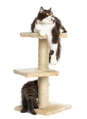 Beyaz izole kedi ağaca oynayan kedi