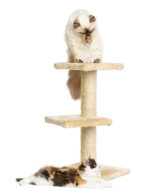 Yayla kat ve düz kitten WHI izole kedi ağaç