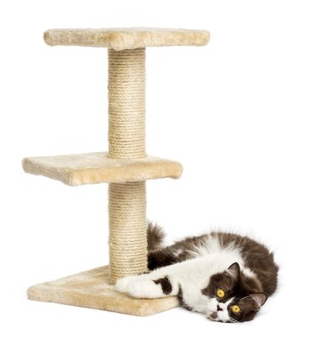 izole bir kedi ağacın dibinde yatarken İngiliz el yazısı